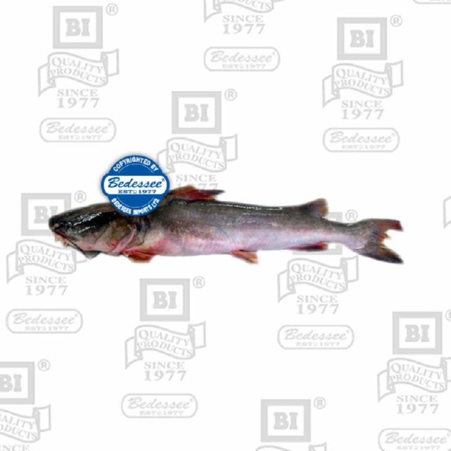 GILLBACKER 5-10 LB WHOLE